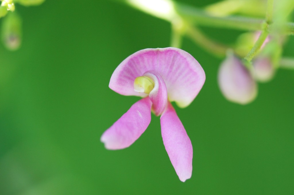 Wild Kidney Bean Vine Seeds – 5 Pack – Purple Flowering Climber – Phaseolus polystachios – Pollinator Friendly Perennial