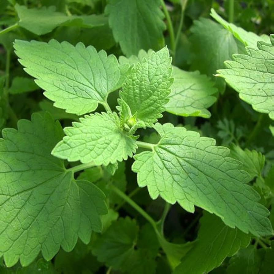 Catnip Seeds | 2,000 Heirloom Non-GMO Seeds | Nepeta cataria | Attracts Cats & Bees | Culinary Herb for Tea