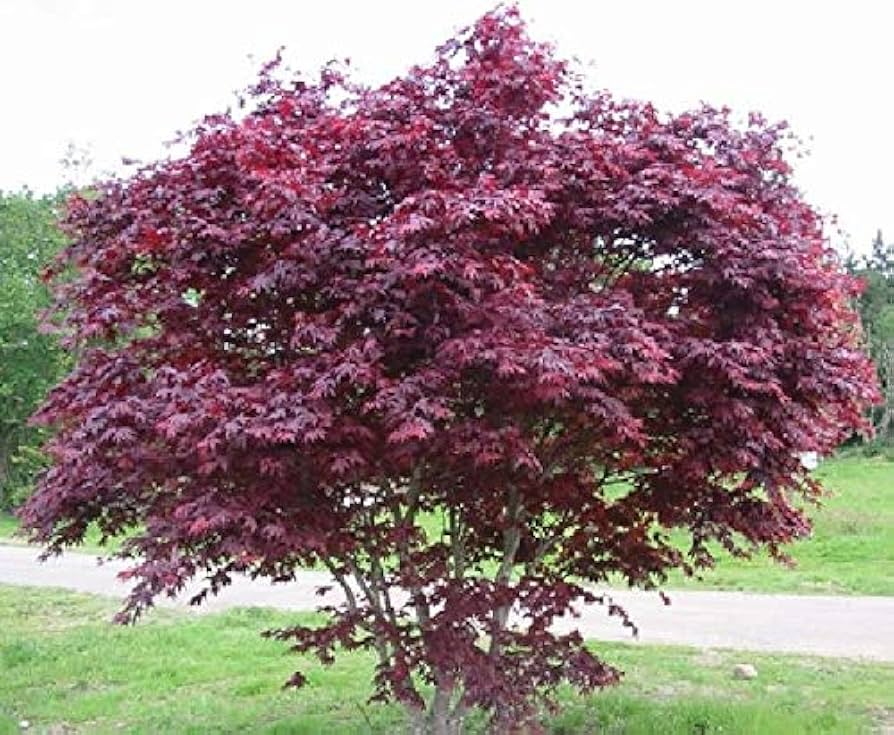 5 Bloodgood Japanese Maple Cuttings | Live Unrooted | Fresh 5-12 Inch Cuttings | Acer palmatum 'Bloodgood' for Rooting & Grafting