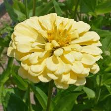 Isabellina Phlox Seeds 100+ Pack | Soft Butter-Yellow Blooms | Phlox drummondii | Compact Annual for Pollinators