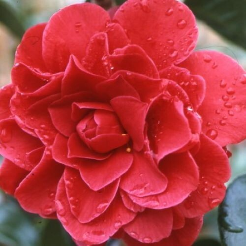 Tom Knudsen Camellia Japonica Starter Plant 8-12" | Unique Pink & White Blooms | Live Evergreen Shrub | USDA Zones 7-10