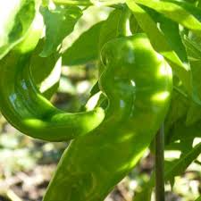 Lumbre Hot Pepper Seeds 250mg - Extra Hot Red Variety, Compact Plants, Capsicum annuum, Ideal for Salsas & Roasting