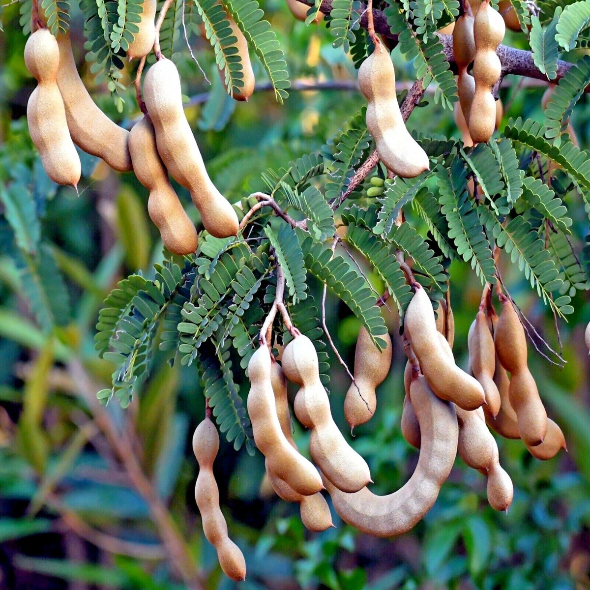 Tamarind Tree Seeds - 5 Pack - Tropical Fruit Tree with Bonsai Potential - Tamarindus indica - Edible Fruit Plant
