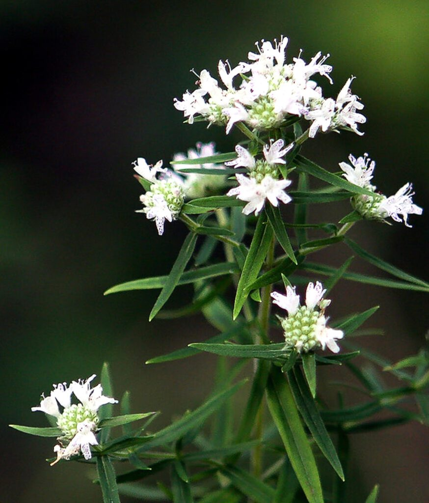30mg Mountain Mint Herb Seeds | Aromatic Perennial | Pollinator-Friendly Medicinal Herb | Pycnanthemum spp.