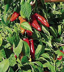 Ms. Junie Hot Pepper Seeds 250mg - Caribbean-Style, Bold Heat, High Yield, Capsicum annuum for Sauces & Salsas