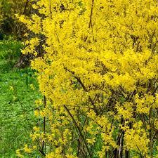 Forsythia Shrub Live Bare Root Plant 8"-10" Lynwood Gold Yellow Blooms Forsythia x intermedia Zones 4-9