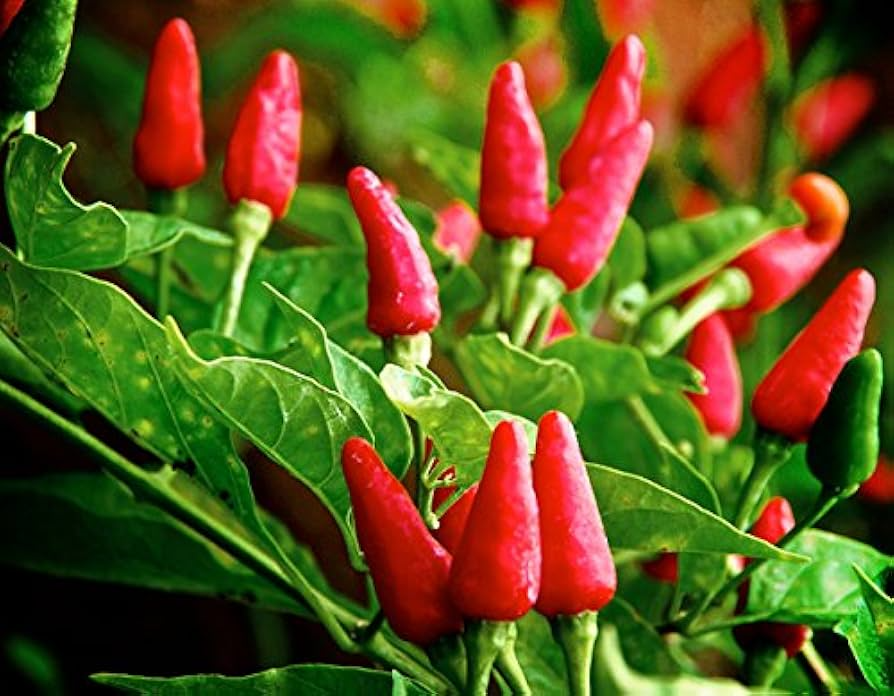 30 Seeds Tabasco Pepper - Hot Pepper for Spicy Sauces, Ornamental Plants, Capsicum frutescens