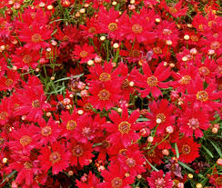 Coreopsis Seeds 100mg | Dwarf Red Wildflower | Coreopsis tinctoria | Compact, Pollinator-Friendly, Drought-Tolerant Blooms