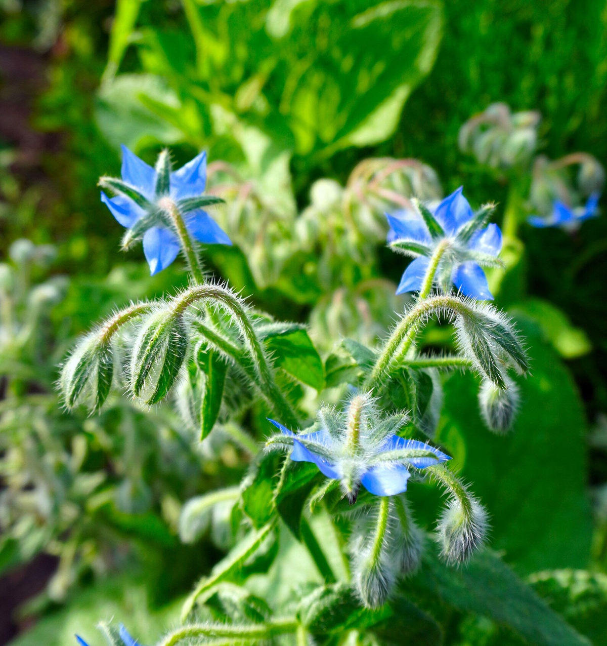 Borage Seeds | 100 Heirloom Non-GMO Seeds | Edible Blue Flowers | Borago officinalis | Cucumber-Flavored Herb