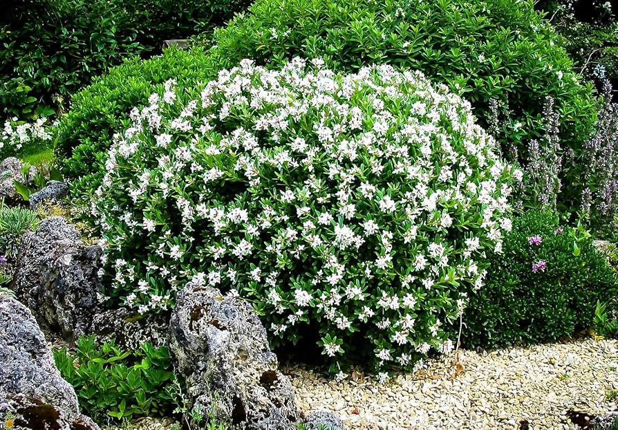 Gardenia Starter Plant - 1-2 Ft Live Shrub, Fragrant White Blooms, Glossy Green Foliage, Gardenia jasminoides