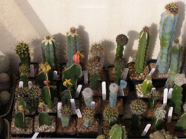 5pcs Pereskiopsis Unrooted Cuttings - Cactus Grafting Rootstock, Pereskiopsis spp., Succulent Starter, Rare Cactus Cuttings