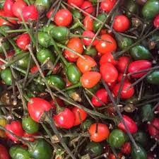 Chiltepin Pepper Seeds - 25 Pack - Wild Hot Pepper, Bold Heat, Capsicum annuum var. glabriusculum, Bright Red Fruits