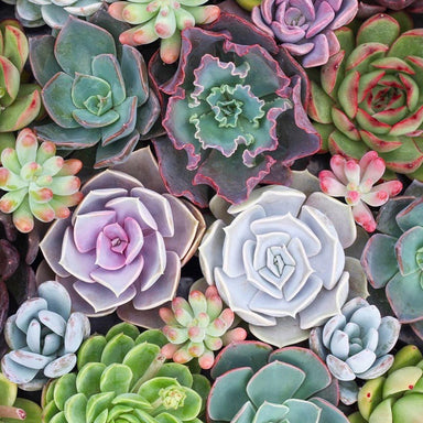 50 Types Succulent Leaves + 5 Unrooted Cuttings | Echeveria, Sedum, Crassula | Perfect for DIY Planting & Propagation