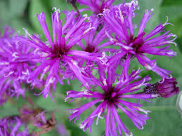 New York Ironweed Seeds 500mg - Bright Purple Blooms Vernonia noveboracensis - Tall Native Wildflower for Pollinator Gardens