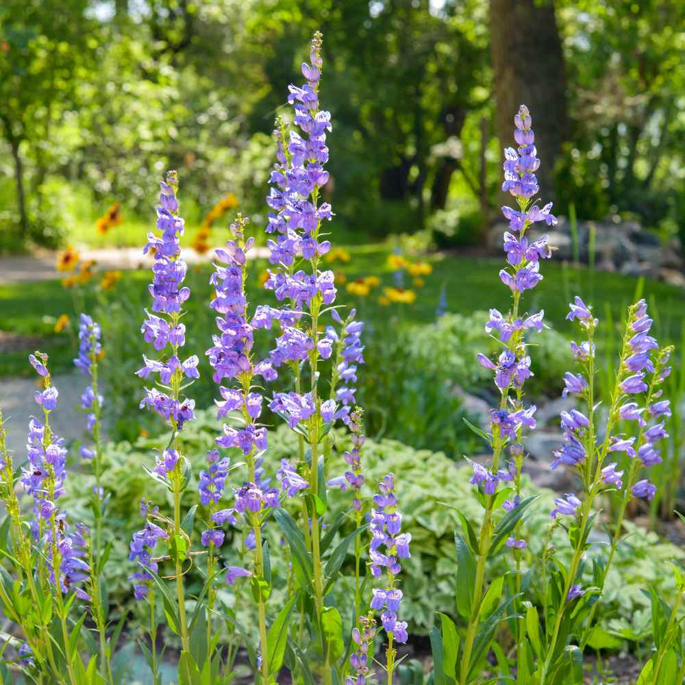 Penstemon Acuminatus Seeds - 100mg Lavender-Blue Wildflower, Drought-Tolerant, Pollinator-Friendly Perennial - Native Herbaceous Plant