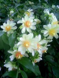 Flowering Gold Pereskia Aculeata Cactus Vine - 4" Live Rooted Cutting - Unique Succulent with Edible Fruits
