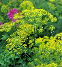 500 Seeds Bouquet Dill, Aromatic Herb for Culinary Use, Anethum graveolens, Easy to Grow, Attracts Pollinators