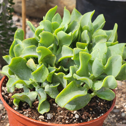Ripple Jade Succulent - 3" Rooted Plant, Wavy Blue-Green Foliage, Crassula arborescens spp. undulatifolia, USDA Zones 9-11