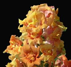 Cannes Light Bronze Snapdragon Seeds | 1000+ Seeds | Antirrhinum majus | Warm Bronze Blooms for Garden & Containers