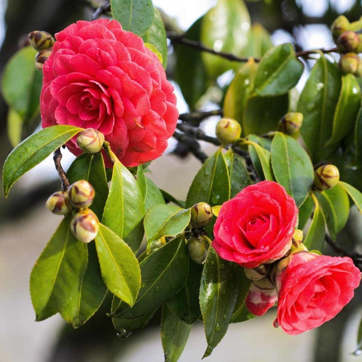 Tom Knudsen Camellia Japonica Starter Plant in Pot | Unique Pink & White Blooms | Evergreen Shrub for USDA Zones 7-10
