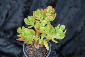 4 Unrooted Cuttings Hobbit Friendship Tree 3-4" Crassula ovata Lucky Plant Money Tree Easy Grow Succulent Prosperity Starter