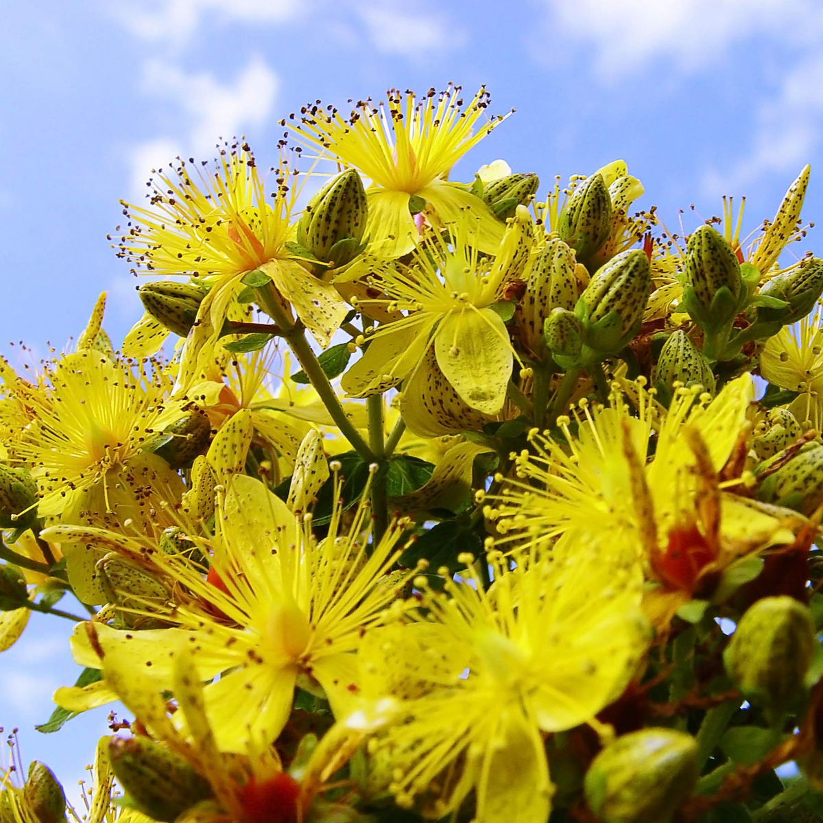 Dotted St. John's Wort Seeds 50mg - Native Yellow Wildflower - Hypericum punctatum - Pollinator-Friendly Meadow Plant