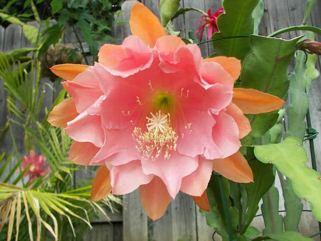 Unrooted Orchid Cactus Cutting 4-8" Epiphyllum 'Doris Pittman' Rare Pink-Orange Blooms Large Flowering Cactus