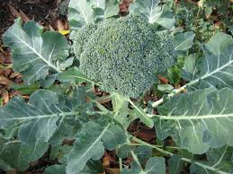 Broccoli Seeds 1g Green Sprouting Calabrese Heirloom Brassica oleracea High Yield Cold Hardy Garden & Container
