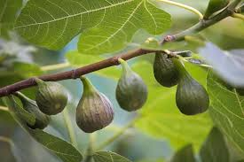 Sunrise Fig Cutting 6-8" Ficus carica Unrooted Sweet Fig Tree for Propagation Home Garden