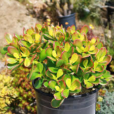 Jade Plant Cuttings - 2 Healthy Crassula Ovata (3-5") - Easy Care Succulent for Indoor & Outdoor Decor