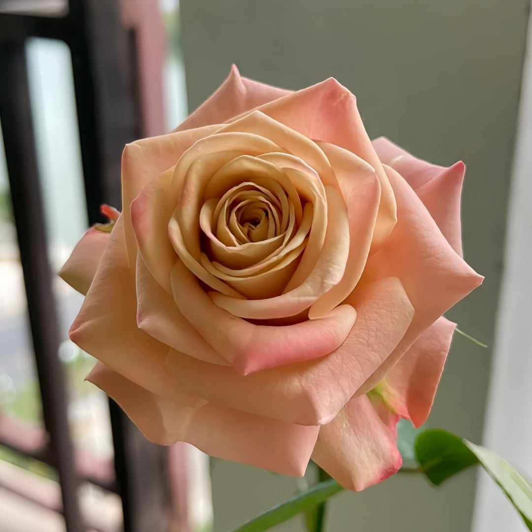 Cappuccino Rose Crepe Myrtle Cuttings - 3 Unrooted Purple Flowering Plant - Fast-Growing, Air-Purifying - Lagerstroemia indica