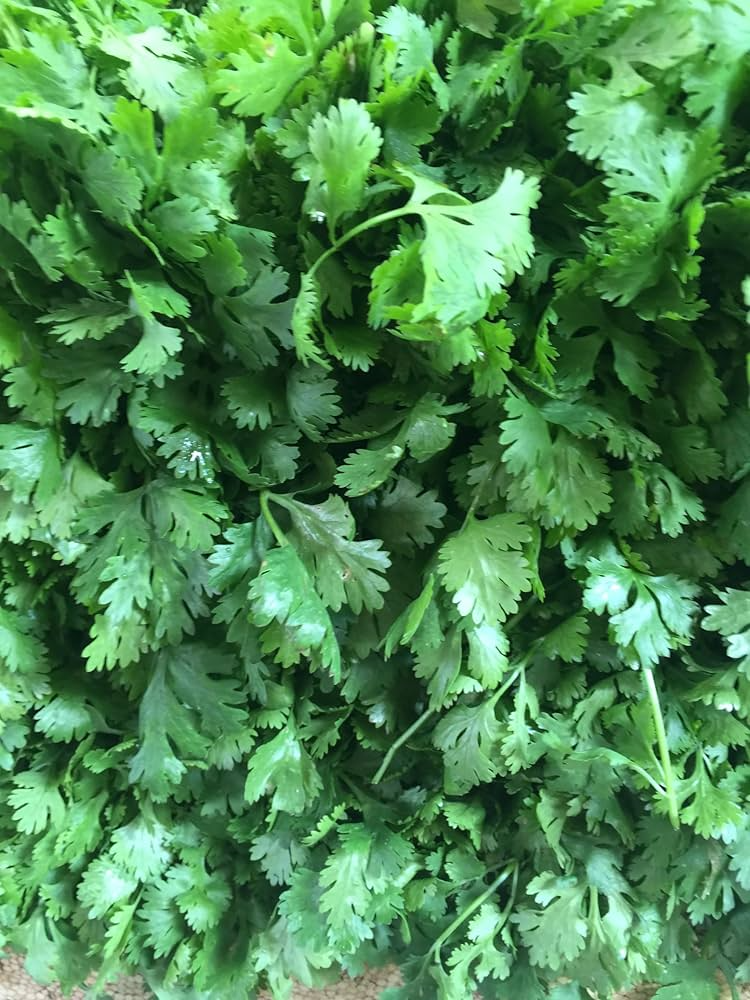 100 Seeds Santo Cilantro - Coriandrum sativum | Bolt-Resistant Culinary Herb for Fresh Salsa & Salads