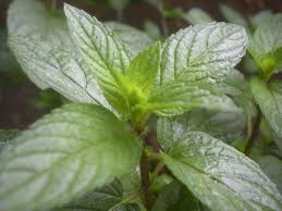 Peppermint Herb Seeds 500 Count Mentha × Piperita Aromatic for Teas Culinary Use Natural Remedies
