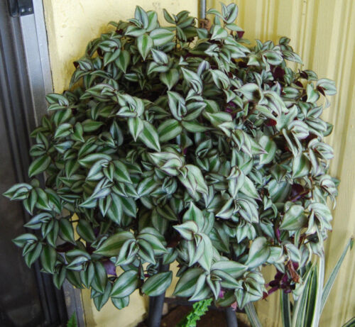 5 Unrooted Cuttings Tradescantia Nanouk Rare Pink Wandering Jew 4”-8” Beautiful Pink White Green Foliage Easy to Propagate