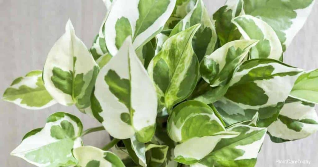 Manjula Pothos Starter Plant - Variegated Epipremnum Aureum - Unique White Green Foliage for Indoor Decor & Hanging Baskets