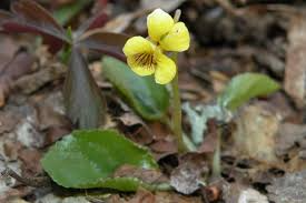 Yellow Violets Bare-Root Starter Plants | Viola Rotundifolia | Heart-Shaped Leaves & Yellow Flowers | Perennial Ground Cover