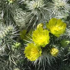 Live Cactus Plant 8" Whipple's Cholla Cactus Yellow-Green Flowers Cylindropuntia whipplei Bare Root Drought Tolerant