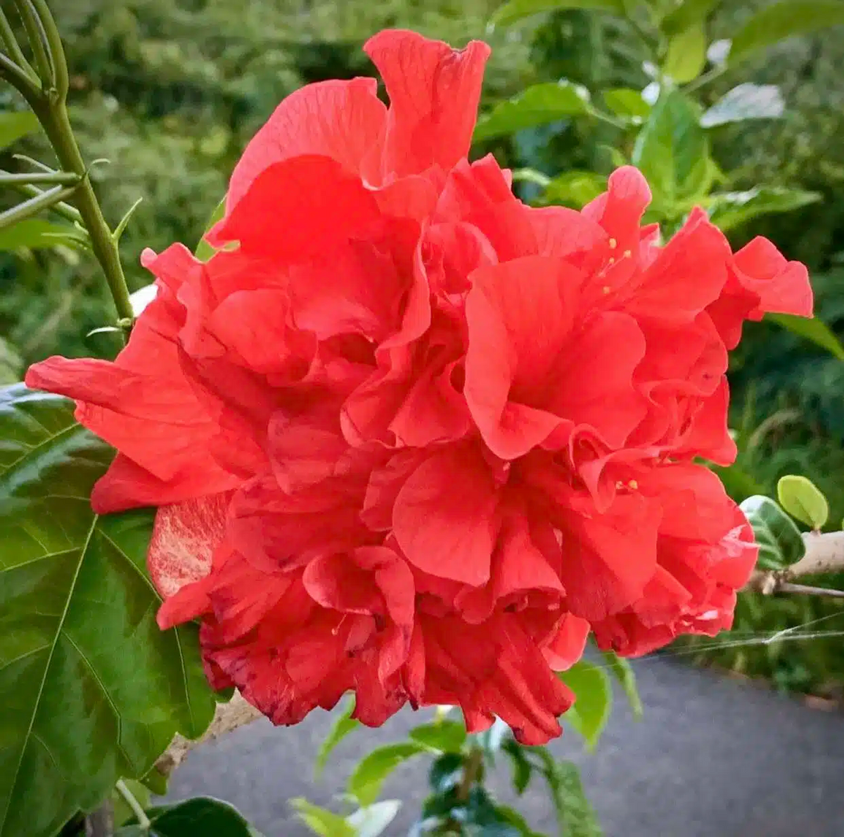 Japanese Carnation Starter Plant - Compact Fragrant Blooms - Dianthus chinensis - Ideal for Borders & Containers