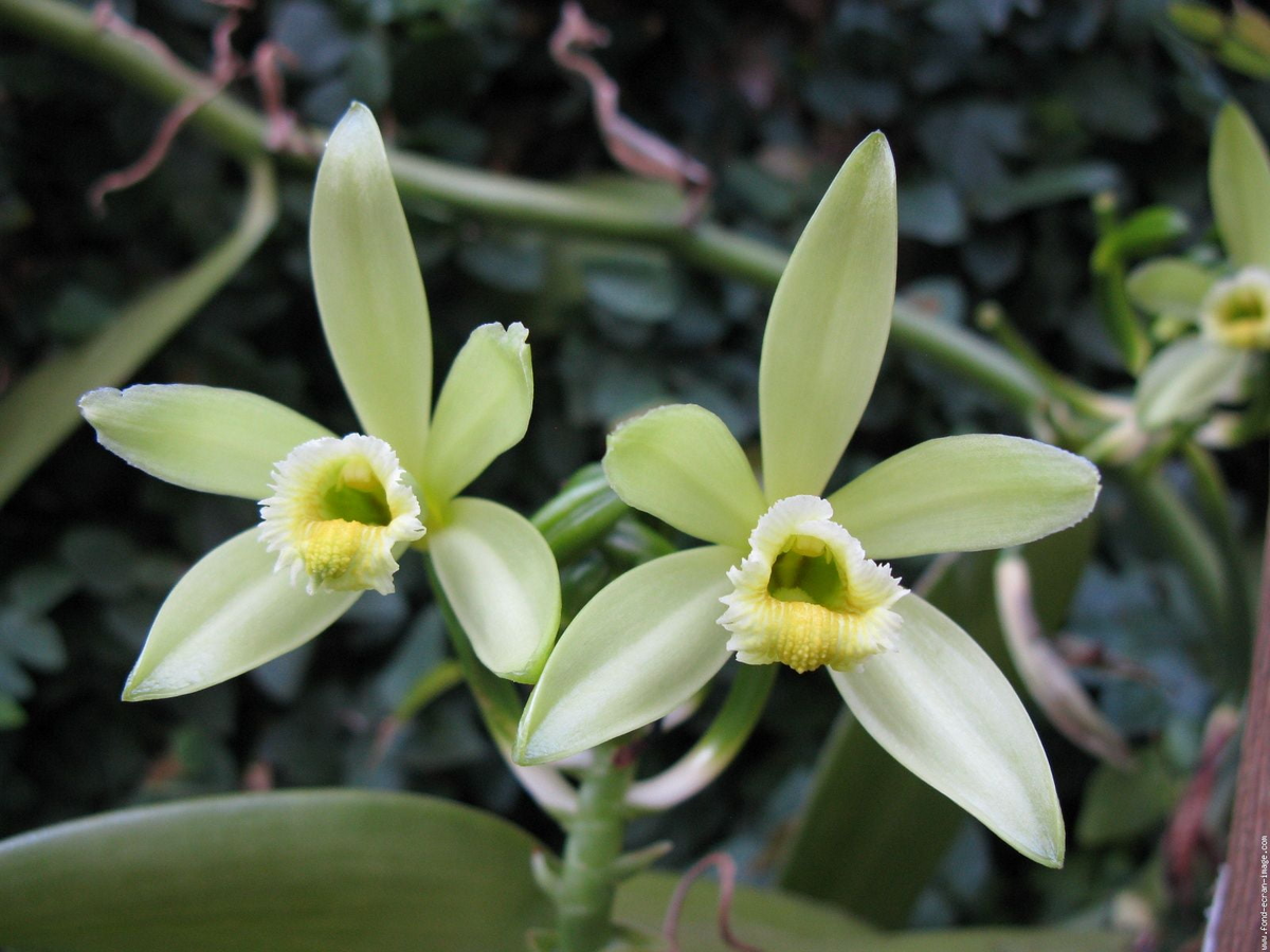 Organic Vanilla Orchid Starter Plant | Live Potted Vanilla Planifolia | Tropical Vining Houseplant | Edible Vanilla Bean Producer