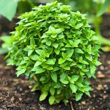200 Spicy Globe Basil Seeds ā Heirloom, Compact & Aromatic ā Ocimum basilicum for Containers & Culinary Use
