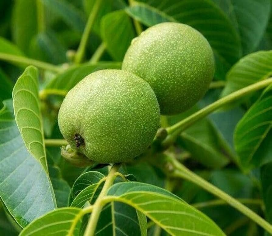 Black Walnut Trees - 2ft Tall Bare Root Live Plants, Juglans nigra, Nut-Producing Shade Trees, Green Foliage