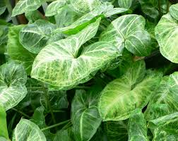 4 Syngonium Podophyllum Cuttings - White Butterfly Arrowhead Vine - Easy Care Indoor Houseplant - Perfect for Beginners