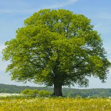 Littleleaf Linden Tree - 2'-3' Live Bare Root Plant - Tilia cordata - Hardy Shade & Ornamental Tree for Zones 3-7