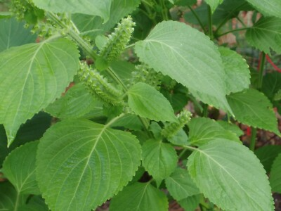 500 Green Shiso Seeds Non-GMO - Perilla frutescens Culinary Herb with Edible Flowers for Flavorful Dishes