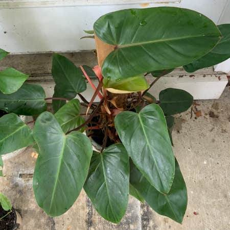 Red Emerald Philodendron Plant - 17" Climbing Variety, Philodendron Erubescens, Vibrant Red Foliage, Fully Rooted Houseplant