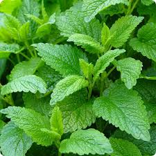 1000 Seeds Lemon Balm Herb (Melissa officinalis) – Aromatic Culinary Plant for Teas & Pollinator Gardens