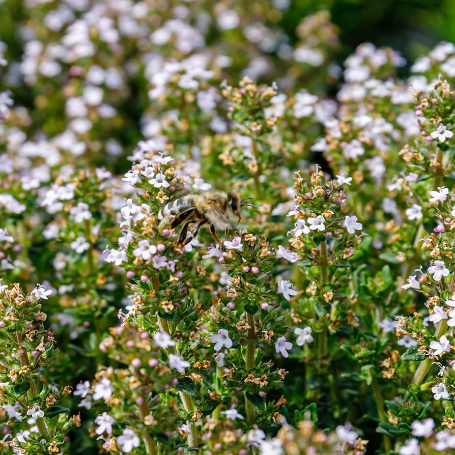 Thyme Seeds 100mg Heirloom Culinary Herb Thymus vulgaris Fragrant Hardy Drought Tolerant High Yield Garden Container