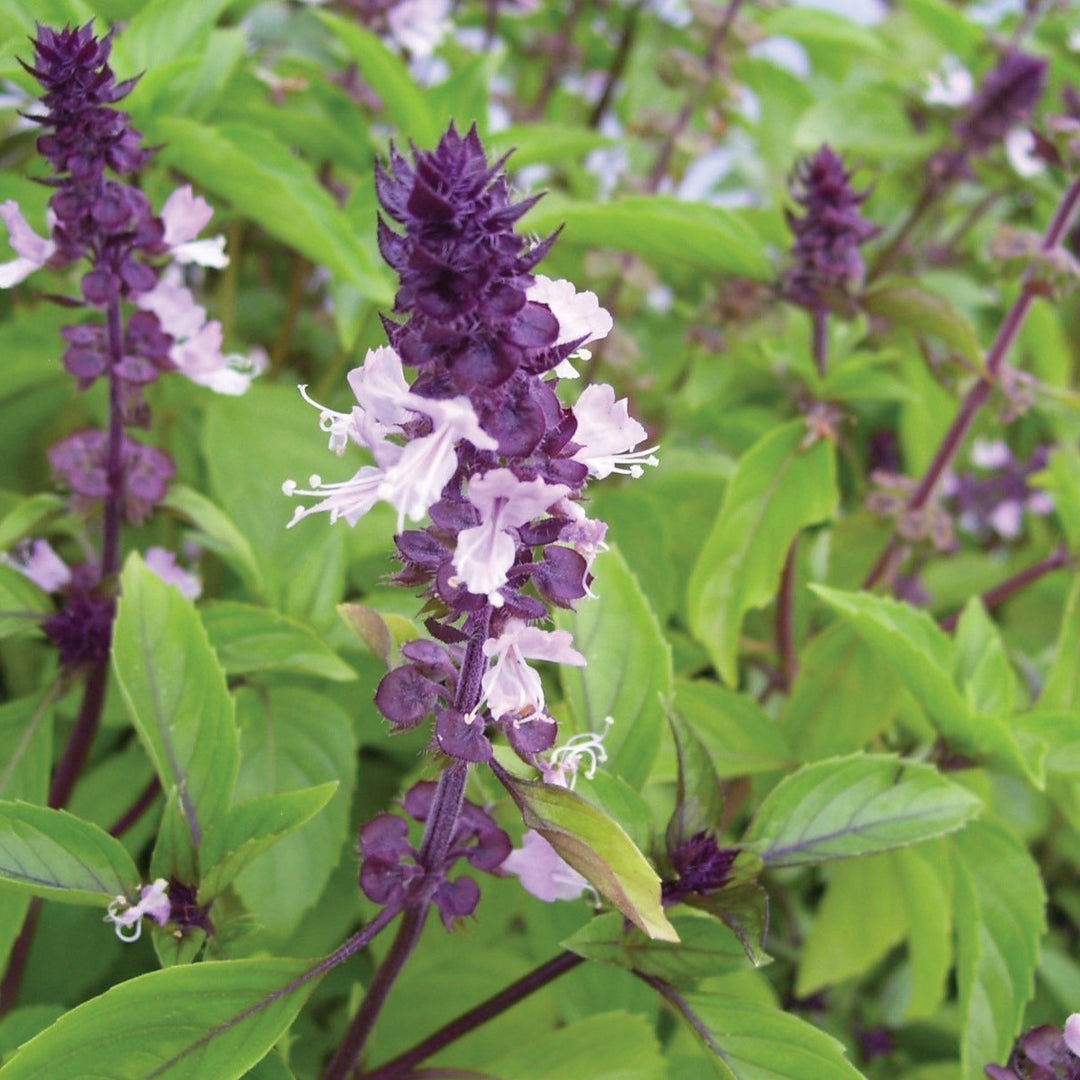 Cinnamon Basil Seeds, 300 Pack, Aromatic Herb with Sweet Cinnamon Flavor, Ocimum Basilicum, Pollinator-Friendly