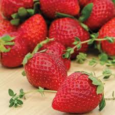 12 Bare Root Ozark Beauty Everbearing Strawberry Plants | Sweet Juicy Berries | Hardy for Zones 4-9 | Disease Resistant