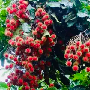 Grafted Rambutan Tree 24ā-36ā - Exotic Fruit-Bearing Nephelium lappaceum for Tropical Gardens